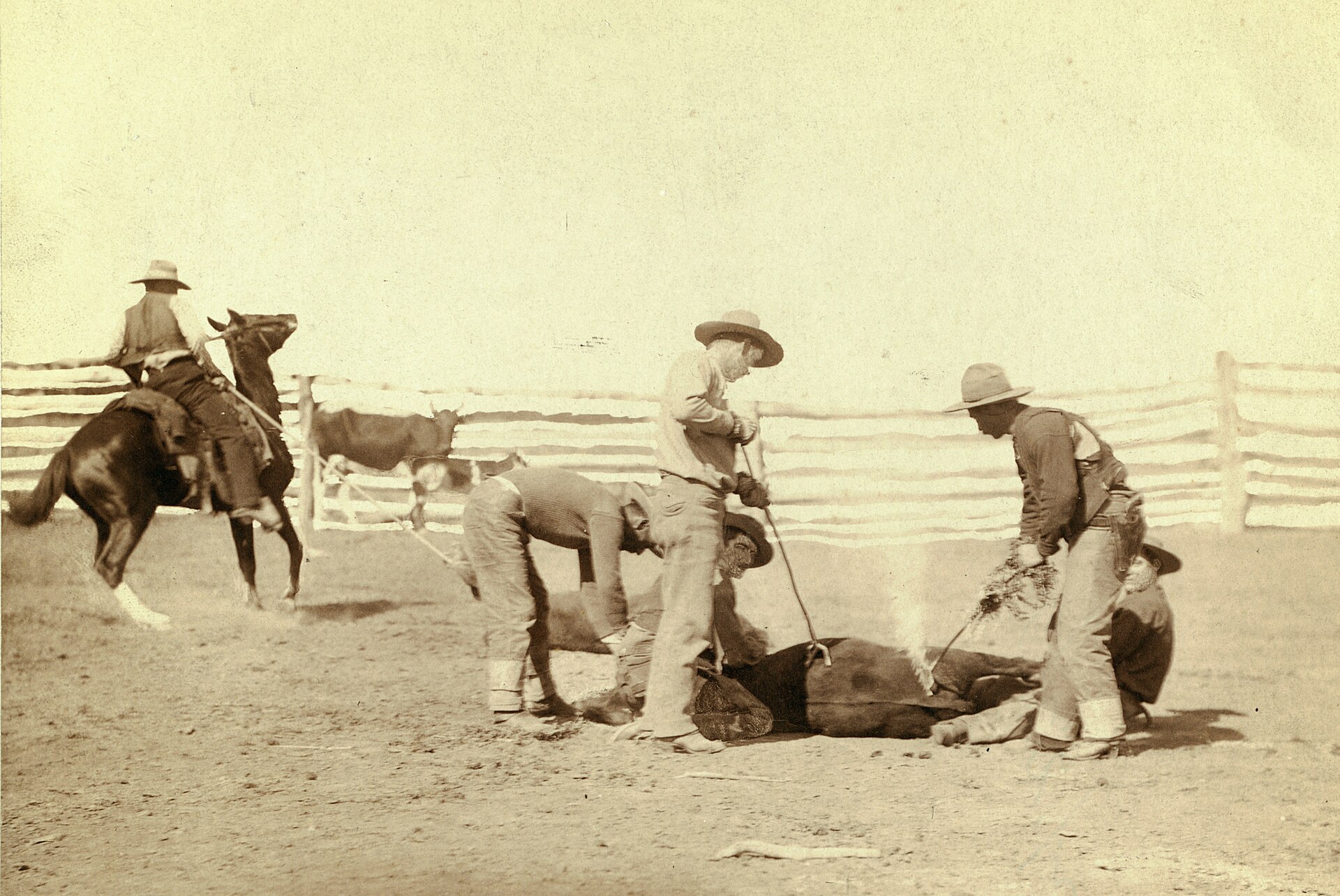 1888, Güney Dakota: kovboylar bir buzağıyı damgalıyor